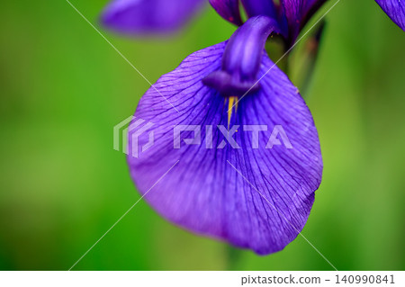 Brightly colored irises Brightly colored irises 140990841