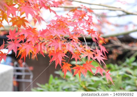 Autumn leaves of Iohamomijiji Autumn leaves of Iohamomijiji 140990892