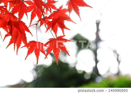 Autumn leaves of Iohamomijiji Autumn leaves of Iohamomijiji 140990895