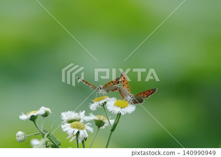 A small white butterfly, seemingly whispering a secret, perched on a tiny white flower. 140990949
