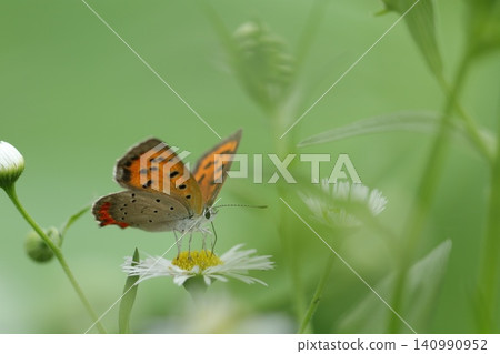 A small white butterfly perched on a tiny white flower. A small white butterfly perched on a tiny white flower. 140990952