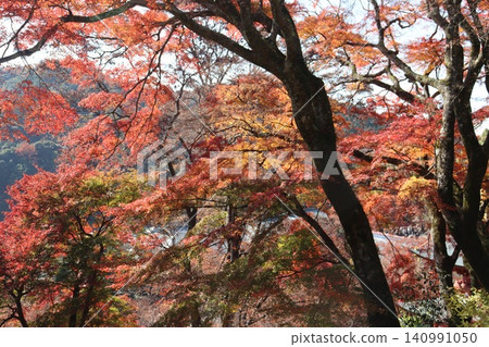 大阪府箕面市勝尾寺的秋景和寺廟庭院景色。 大阪府箕面市勝尾寺的秋景和寺廟庭院景色。 140991050