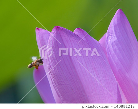 一隻蜜蜂棲息在蓮花上 一隻蜜蜂棲息在蓮花上 140991212