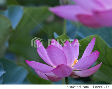 風景與蓮花 140991213