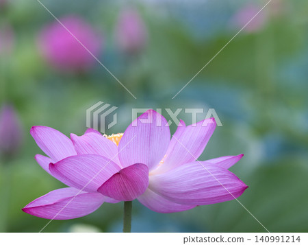 清潔蓮花 清潔蓮花 140991214