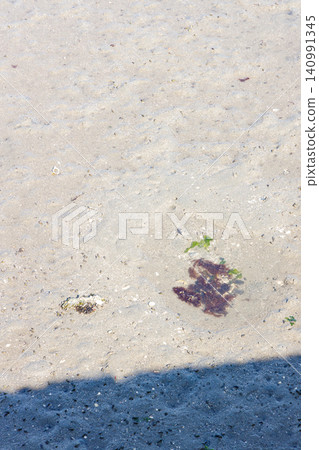 沙灘上的海藻(背景素材) 沙灘上的海藻(背景素材) 140991345