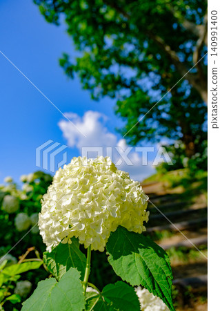Hydrangeas (Annabelle) in full bloom and cumulonimbus clouds at Annabelle Hill in Kobe Municipal Forest Botanical Garden on Mount Rokko. Hydrangeas (Annabelle) in full bloom and cumulonimbus clouds at Annabelle Hill in Kobe Municipal Forest Botanical Garden on Mount Rokko. 140991400
