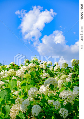 Hydrangeas (Annabelle) in full bloom and cumulonimbus clouds at Annabelle Hill in Kobe Municipal Forest Botanical Garden on Mount Rokko. 140991406