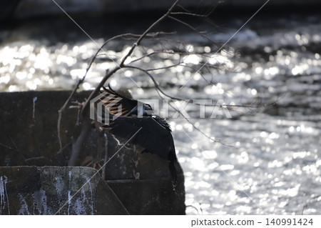 A cormorant moves from the river surface to the top of the weir. 140991424