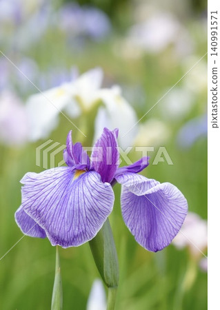 Beautiful irises that bloom in early summer Beautiful irises that bloom in early summer 140991571