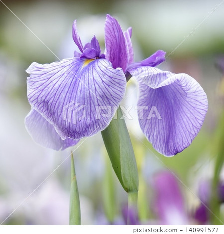 Beautiful irises that bloom in early summer Beautiful irises that bloom in early summer 140991572