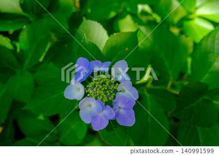 Hydrangeas in full bloom at Kobe Municipal Forest Botanical Garden on Mount Rokko. Hydrangeas in full bloom at Kobe Municipal Forest Botanical Garden on Mount Rokko. 140991599