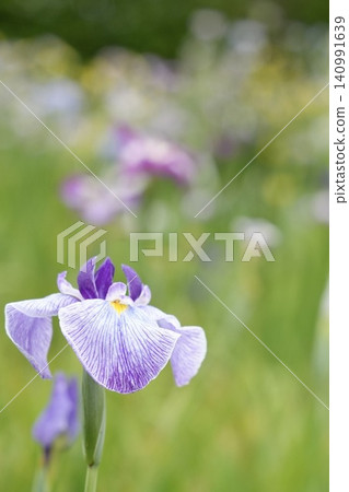 Beautiful irises that bloom in early summer Beautiful irises that bloom in early summer 140991639