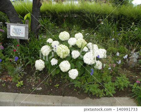 The white flowers of the Annabelle hydrangea are delightful for their changing colors. The white flowers of the Annabelle hydrangea are delightful for their changing colors. 140991733