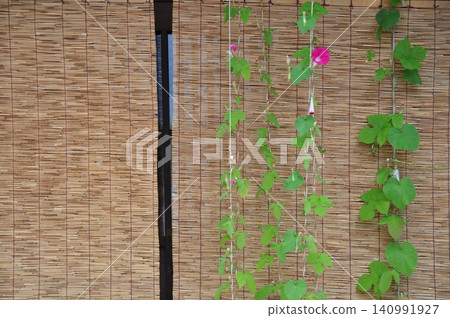 竹簾上盛開的牽牛花 竹簾上盛開的牽牛花 140991927