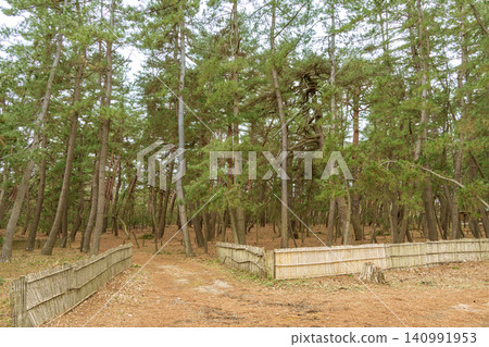 Matsubara of the Shiribetsu Matsubara of the Shiribetsu 140991953