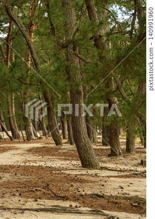 Matsubara of the Shiribetsu Matsubara of the Shiribetsu 140991960