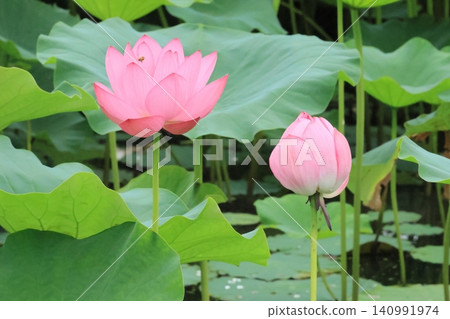 Lotus flowers are in full bloom. Lotus flowers are in full bloom. 140991974