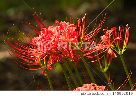 Red spider lilies signal the arrival of autumn. Red spider lilies signal the arrival of autumn. 140992019