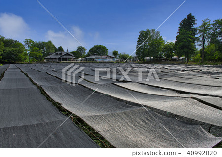 [Nagano Prefecture] Daio Wasabi Farm 140992020