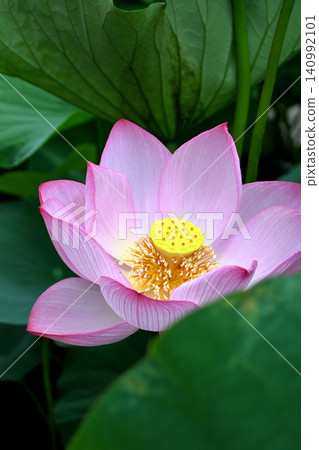 Lotus flower Lotus flower 140992101