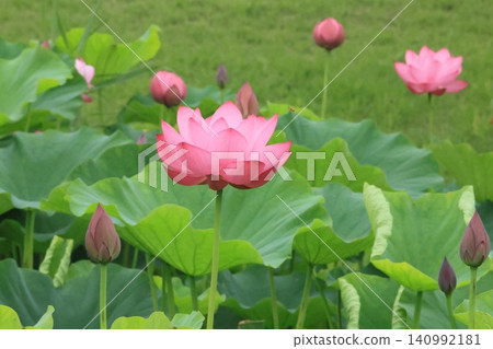 Beautiful lotus pond Beautiful lotus pond 140992181