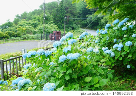 路邊盛開的藍色繡球花 [和歌山縣] 140992198