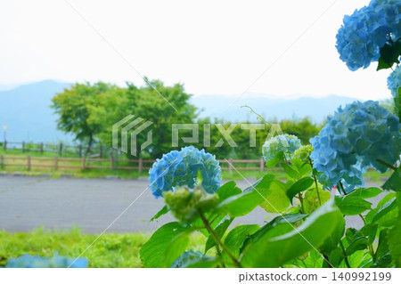 雨天的繡球花，遠處可見紀伊山脈 [和歌山縣] 140992199