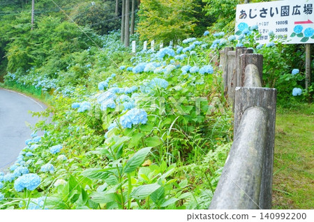 路邊盛開的藍色繡球花 [和歌山縣] 140992200