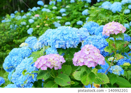 Blue and pink hydrangeas in full bloom amidst the rainy season rain [Wakayama Prefecture] 140992201