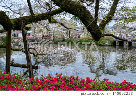 [Shizuoka Prefecture] Cherry blossoms at Mishima Taisha Shrine grounds, evening view 140992238
