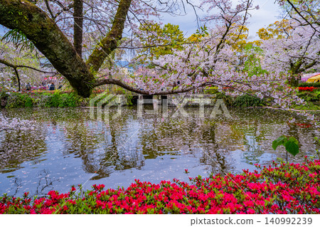 [Shizuoka Prefecture] Cherry blossoms at Mishima Taisha Shrine grounds, evening view 140992239