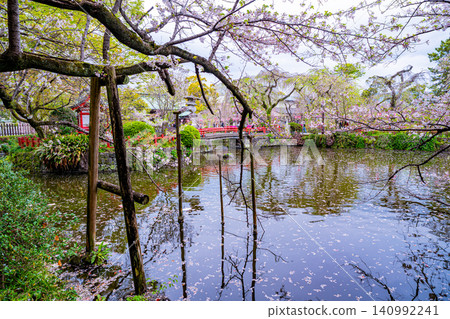 【靜岡縣】三島大社內的櫻花,傍晚景色 【靜岡縣】三島大社內的櫻花,傍晚景色 140992241