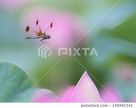 A dragonfly that came to a lotus bud A dragonfly that came to a lotus bud 140992342