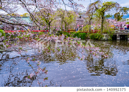 [Shizuoka Prefecture] Cherry blossoms at Mishima Taisha Shrine grounds illuminated 140992375