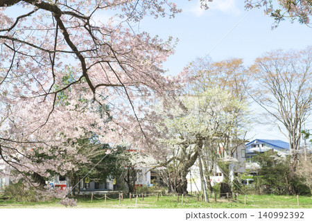 高天原伊佐澄神社:櫻花與藍天,福島縣 高天原伊佐澄神社:櫻花與藍天,福島縣 140992392