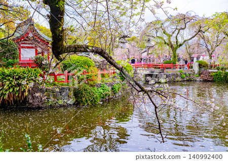 [Shizuoka Prefecture] Cherry blossoms in the grounds of Mishima Taisha Shrine, evening view 140992400