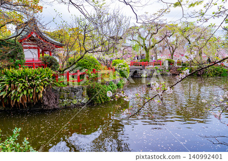 【靜岡縣】三島大社內的櫻花,傍晚景色 【靜岡縣】三島大社內的櫻花,傍晚景色 140992401