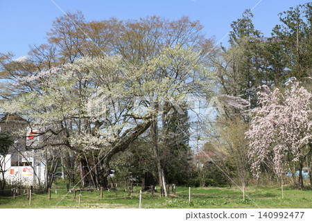 Sacred Tree: Jindai Cherry Tree, Isasumi Shrine Takamagahara, Fukushima Prefecture Sacred Tree: Jindai Cherry Tree, Isasumi Shrine Takamagahara, Fukushima Prefecture 140992477