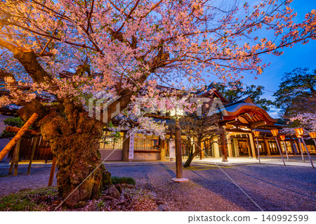 【靜岡縣】三島大社神社內的櫻花在燈光下綻放 【靜岡縣】三島大社神社內的櫻花在燈光下綻放 140992599