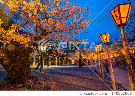 [Shizuoka Prefecture] Cherry blossoms at Mishima Taisha Shrine grounds illuminated 140992600