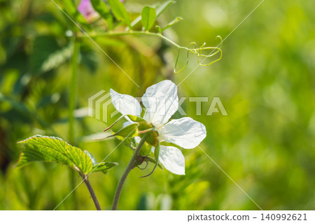 Springtime fields and mountains: White flowers of the wild strawberry (06) Springtime fields and mountains: White flowers of the wild strawberry (06) 140992621