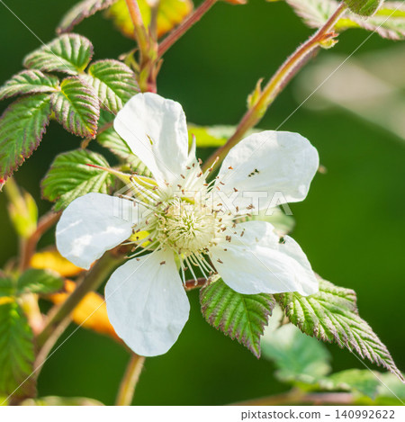 Springtime fields and mountains: White flowers of the wild strawberry (07) Springtime fields and mountains: White flowers of the wild strawberry (07) 140992622