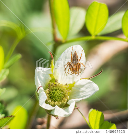 Springtime fields and mountains: A lynx spider is hiding among the wild strawberry flowers. 01 Springtime fields and mountains: A lynx spider is hiding among the wild strawberry flowers. 01 140992623
