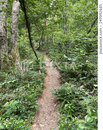 A quiet forest hiking trail surrounded by fresh greenery. A quiet forest hiking trail surrounded by fresh greenery. 140992685