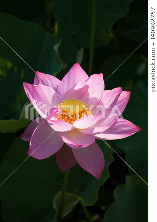 蓮花 蓮花 140992757
