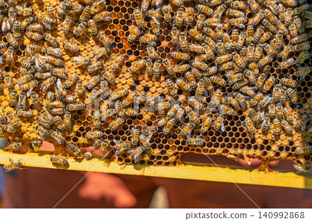 Honey Bees Working on a Wooden Frame with Wax Honeycomb Cells in a Natural Apiary Setting Honey Bees Working on a Wooden Frame with Wax Honeycomb Cells in a Natural Apiary Setting 140992868