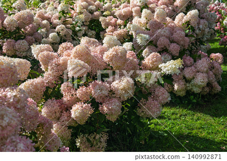 Beautiful Pink Hydrangea Flowers Blooming in a Sunny Garden During the Warm Summer Season Beautiful Pink Hydrangea Flowers Blooming in a Sunny Garden During the Warm Summer Season 140992871