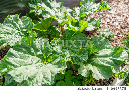 Fresh Rhubarb Plant Growing in a Sunny Garden Bed with Large Green Leaves in Spring Season Fresh Rhubarb Plant Growing in a Sunny Garden Bed with Large Green Leaves in Spring Season 140992876