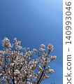 Cherry blossoms blooming in the blue sky 140993046
